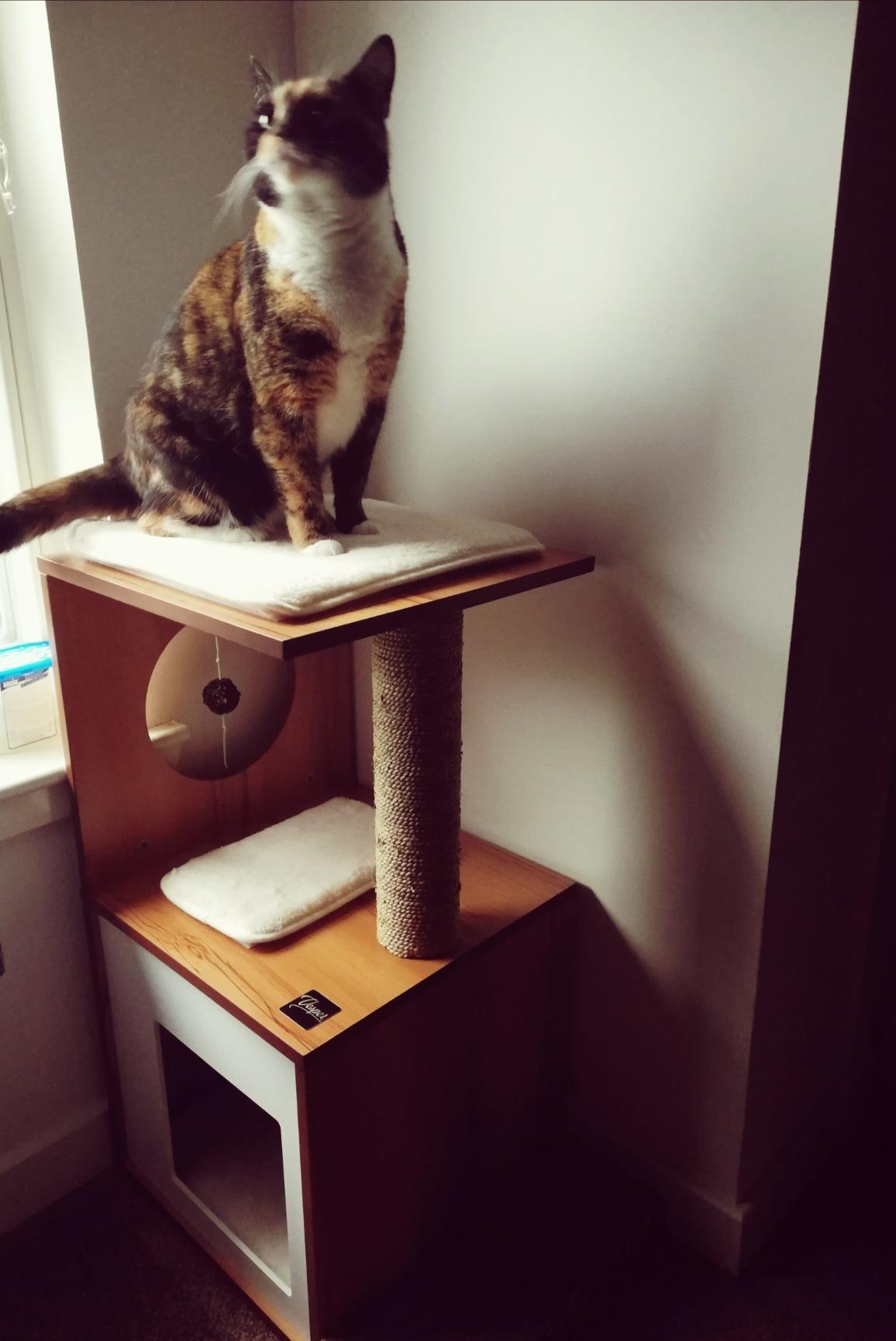 Gut für kleine Katzen