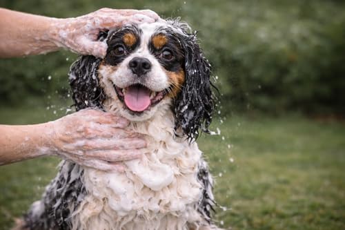 karlie-basispflege-shampoo-hundeshampoo-300-ml image 7