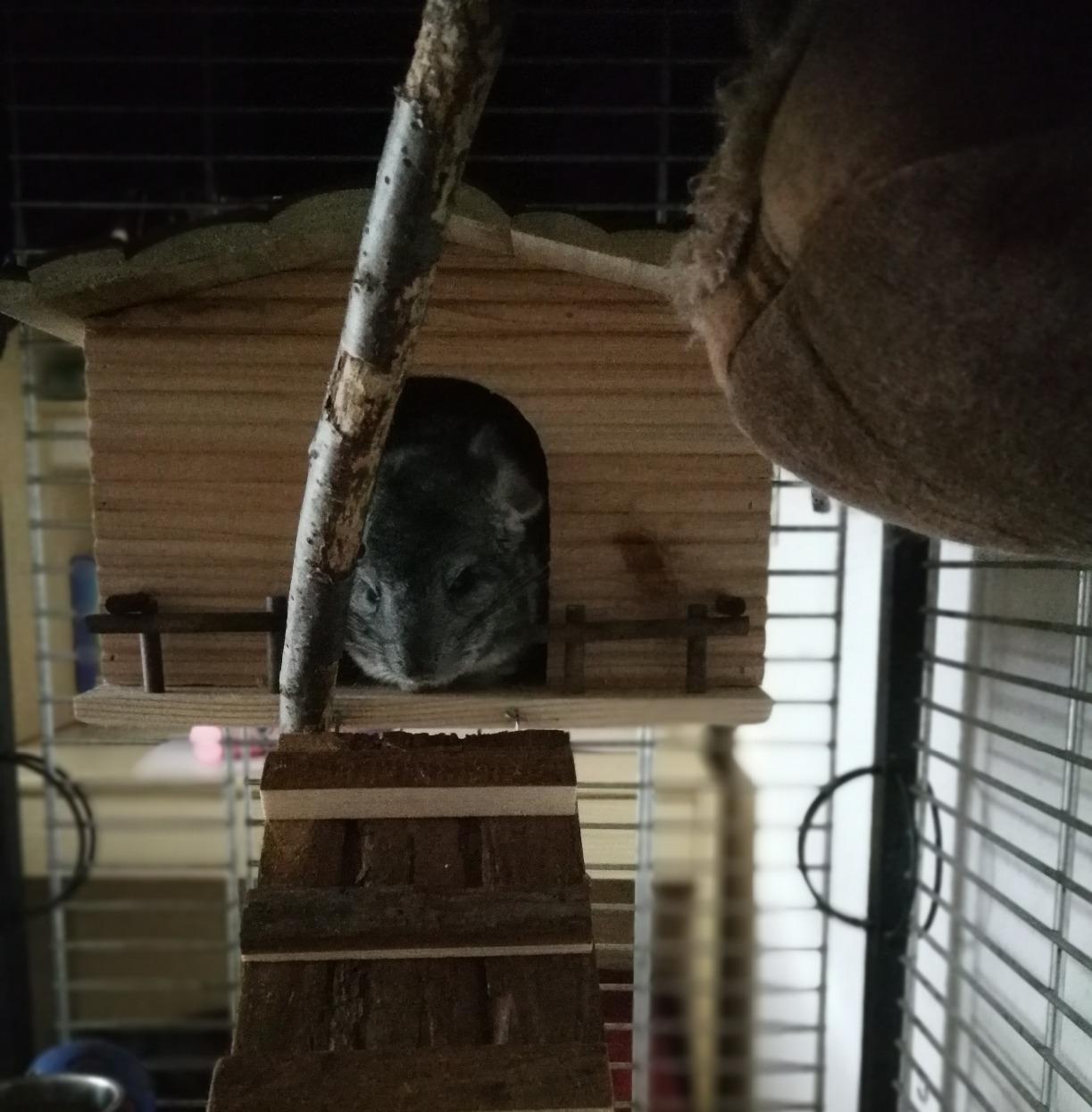 Lieblingshaus unserer Meerschweinchen