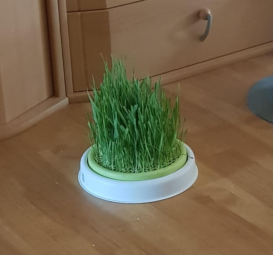 Frisches Grün für Stubentiger