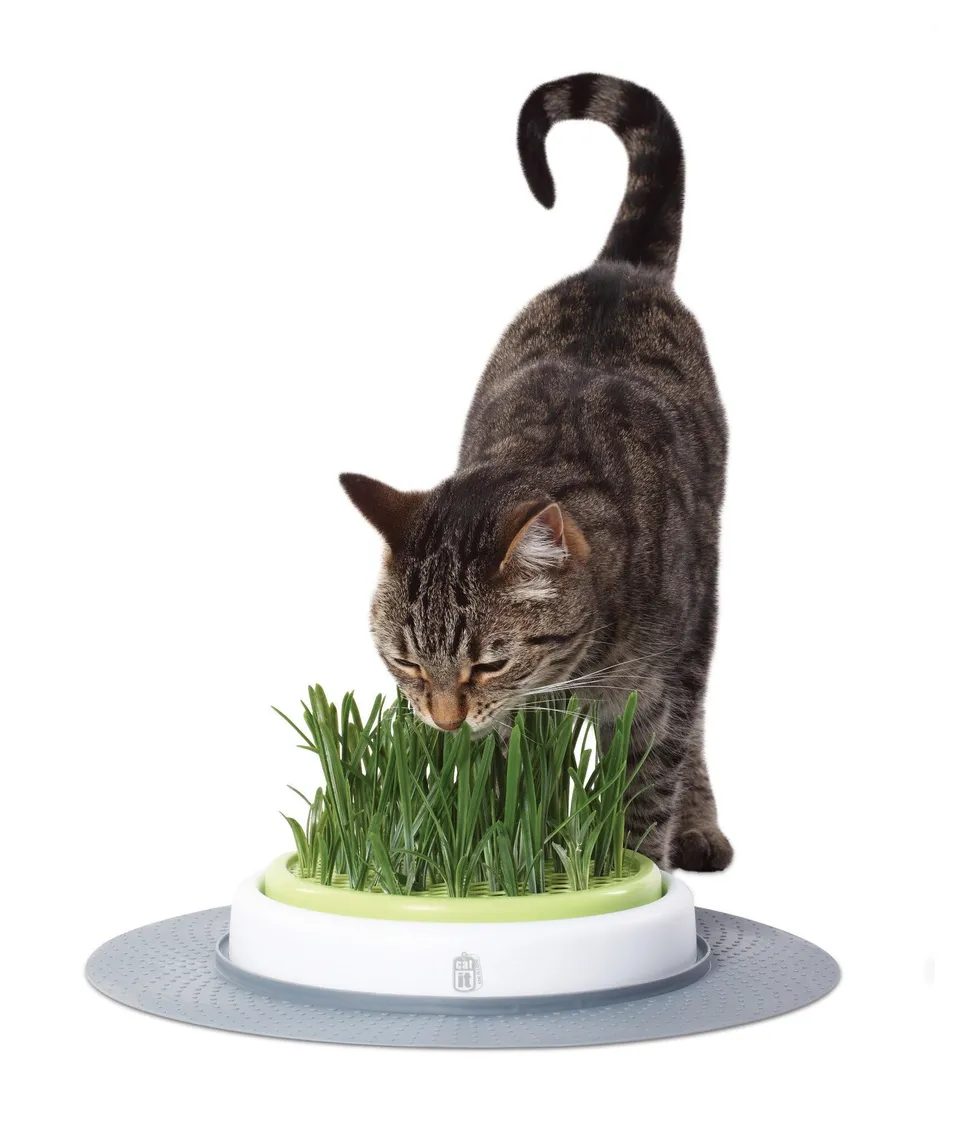 catit-design-senses-gras-garten-katzengras-set-707-6-g image 1