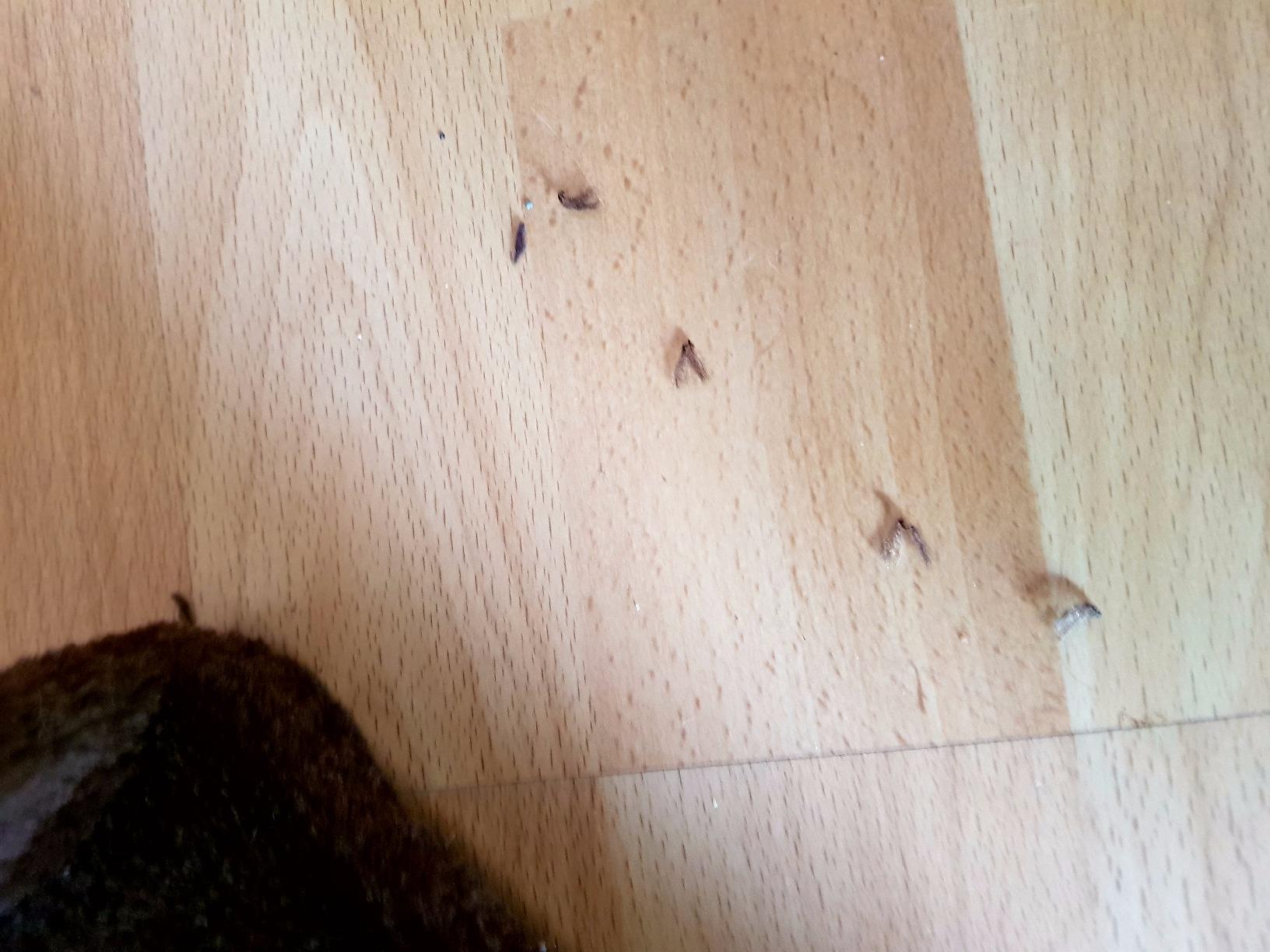 Okay für Kitten, nichts für Schwere
