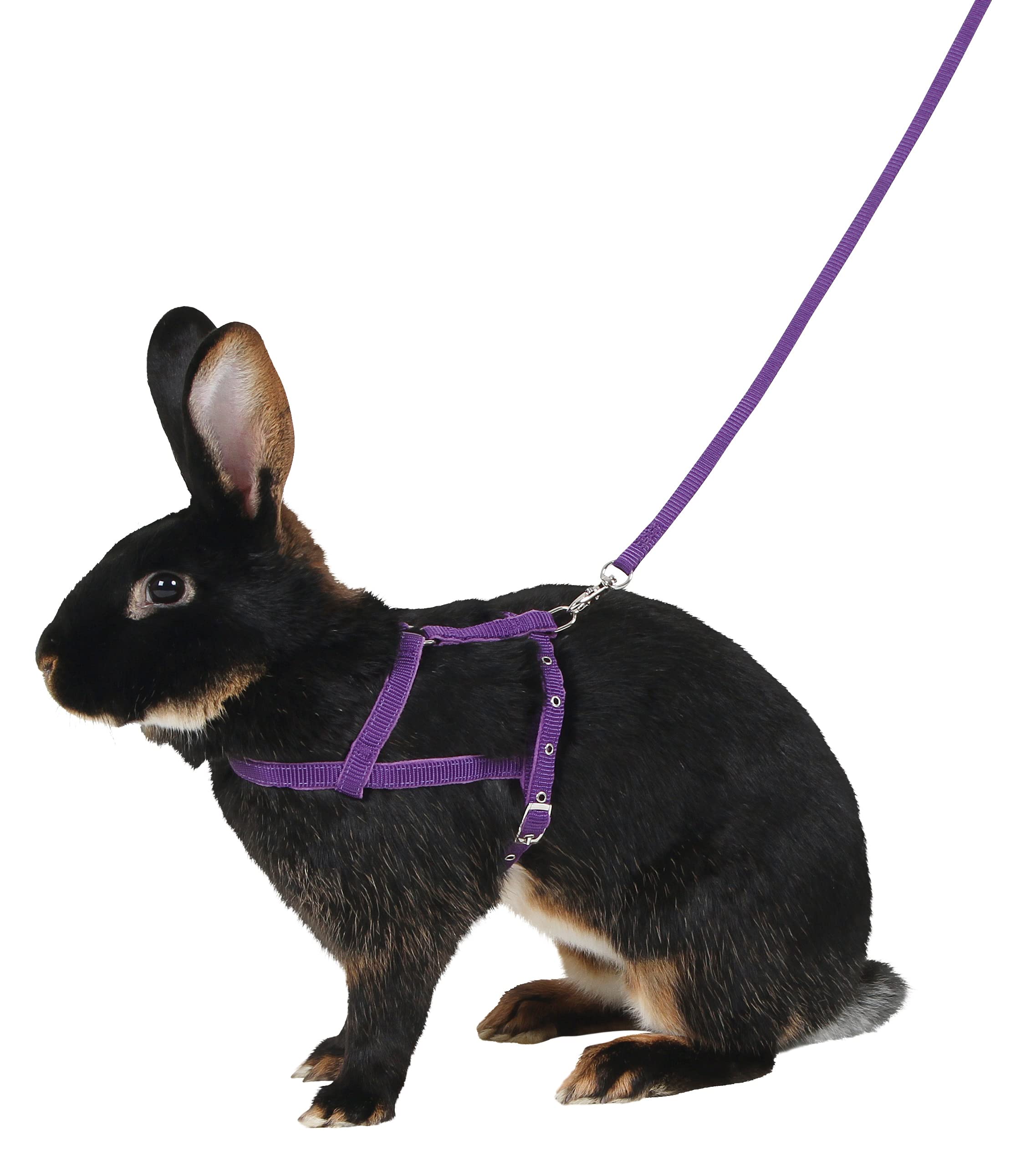 kerbl-pet-agility-schultergeschirr-mit-leine-2-m-gr-m-lila image 2