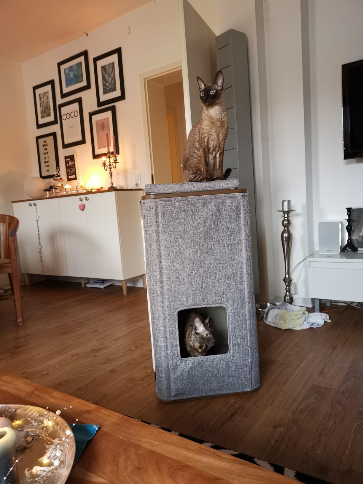 Stabil, schick, katzengeprüft