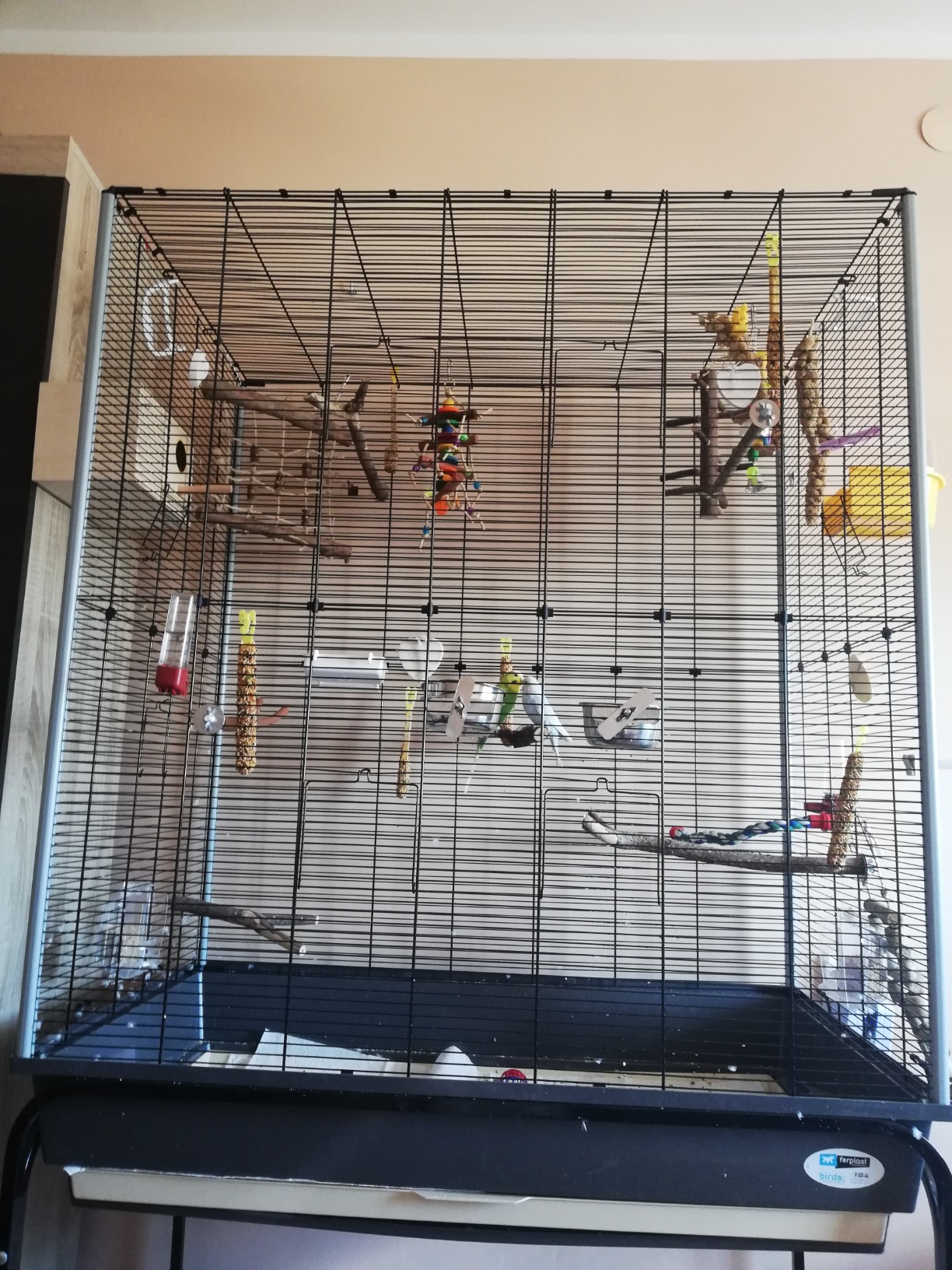 Vögel sind happy