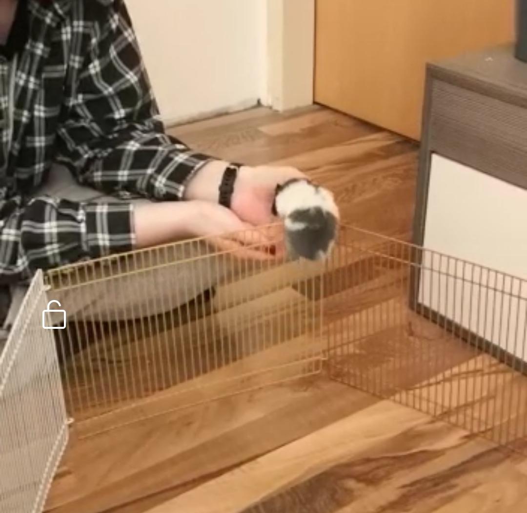 Ideal für unsere Kaninchen
