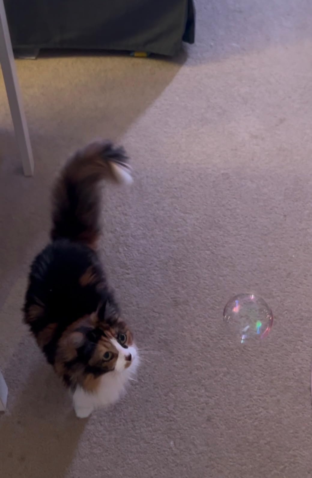 Meine Katzen sind verrückt danach