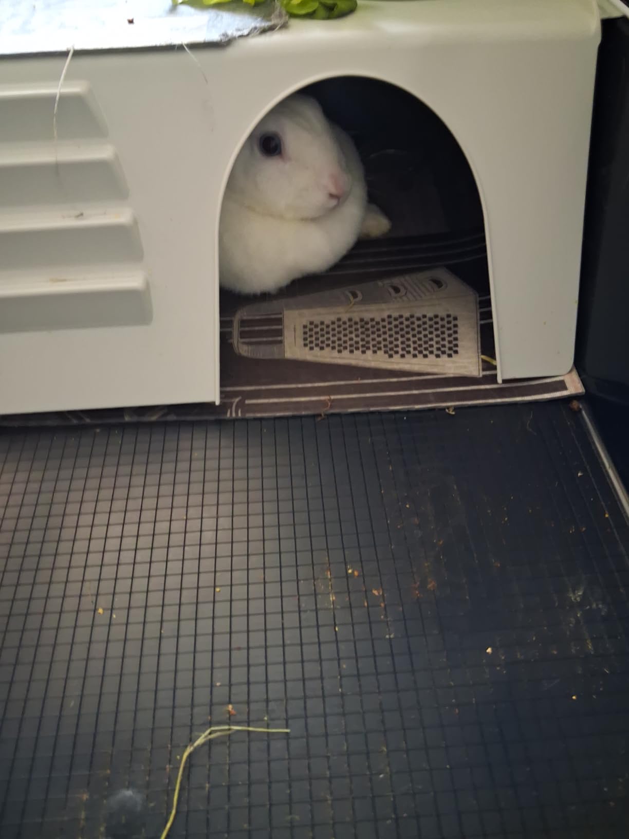 Riesig viel Platz für unsere Meerschweinchen