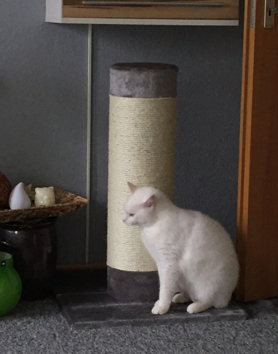 Kleiner Kraftprotz fürs Wohnzimmer