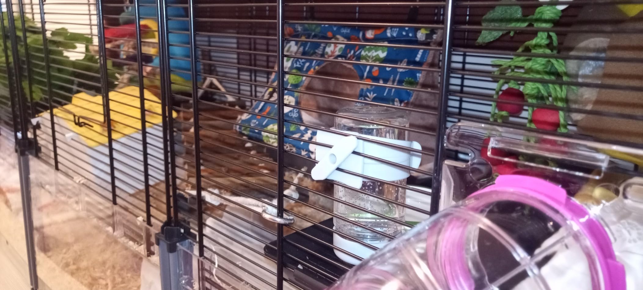 Hamster liebt sein neues Zuhause