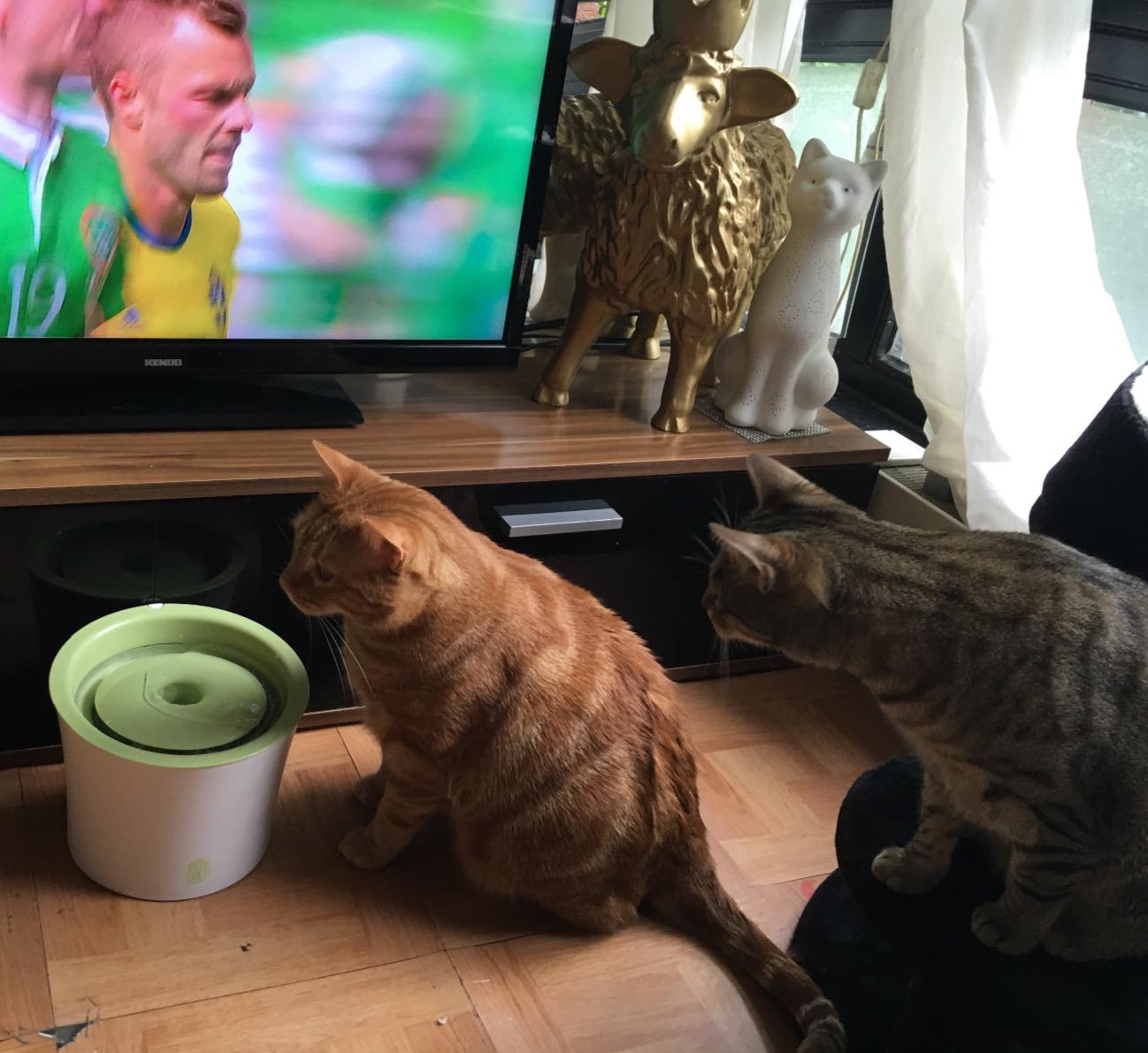 Frische Filter, glückliche Katze