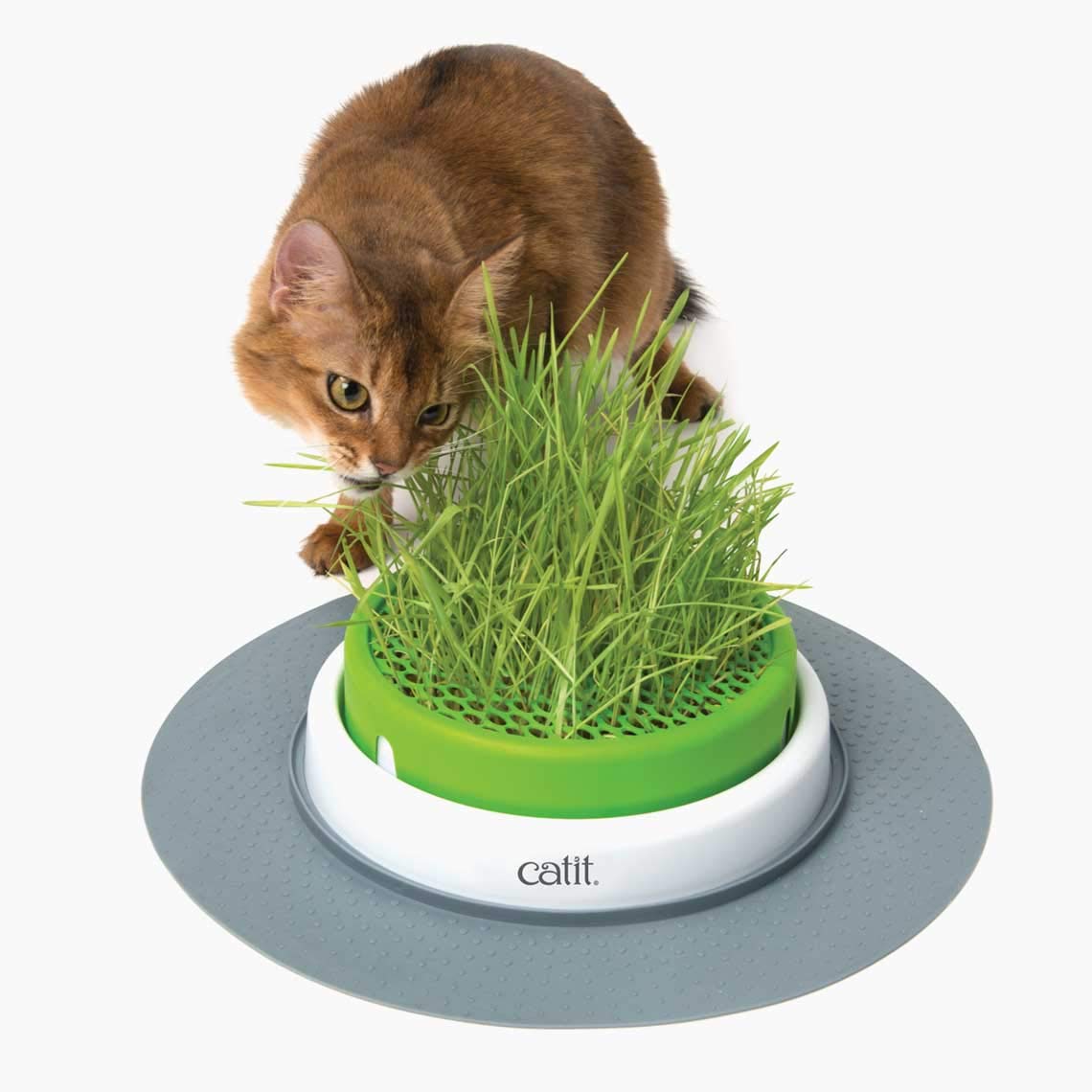 catit-katzengrassamen-set-3er-pack-pflanzset-f-r-frisches-katzengras image 6