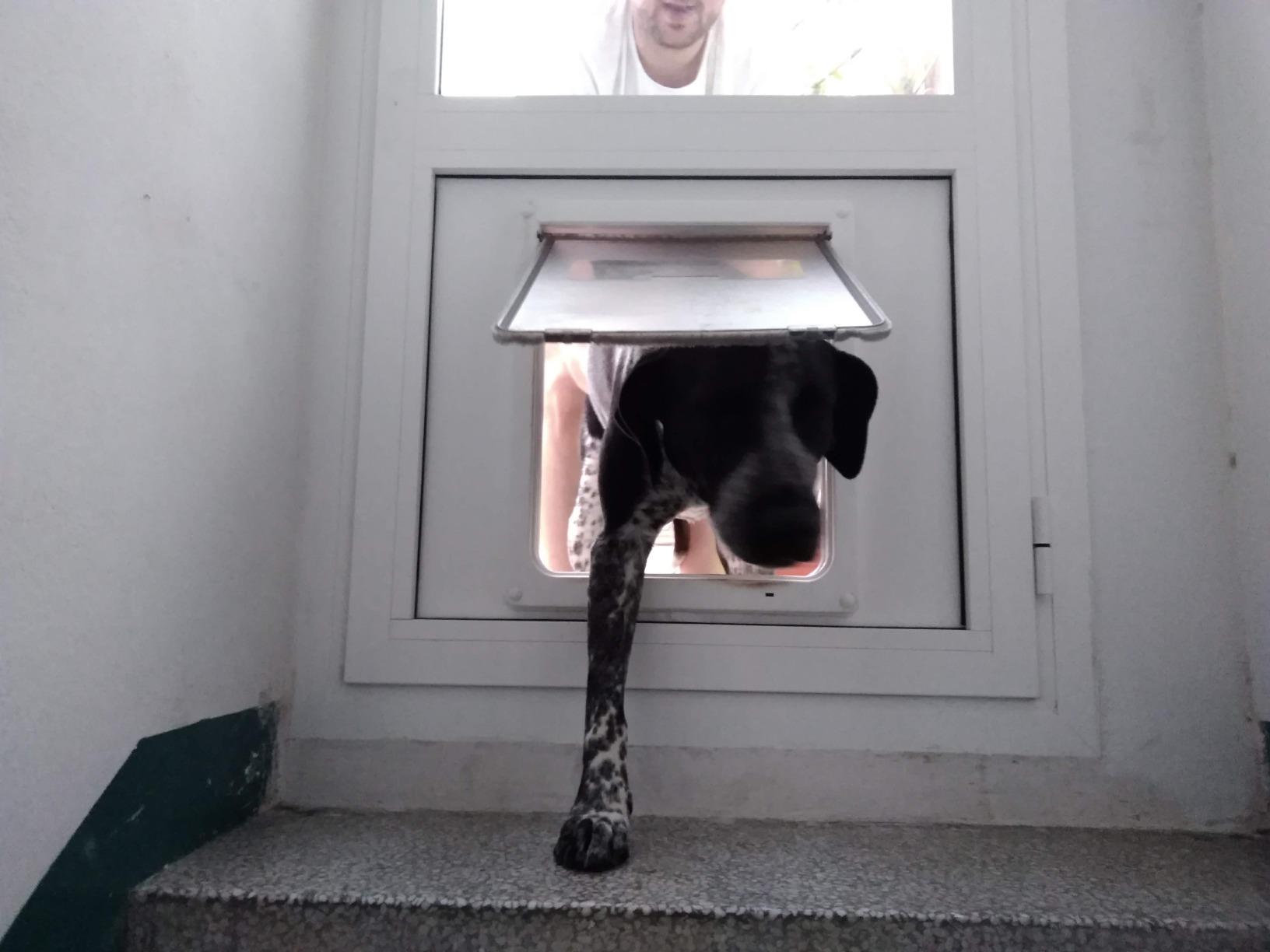 Gut für große Hunde