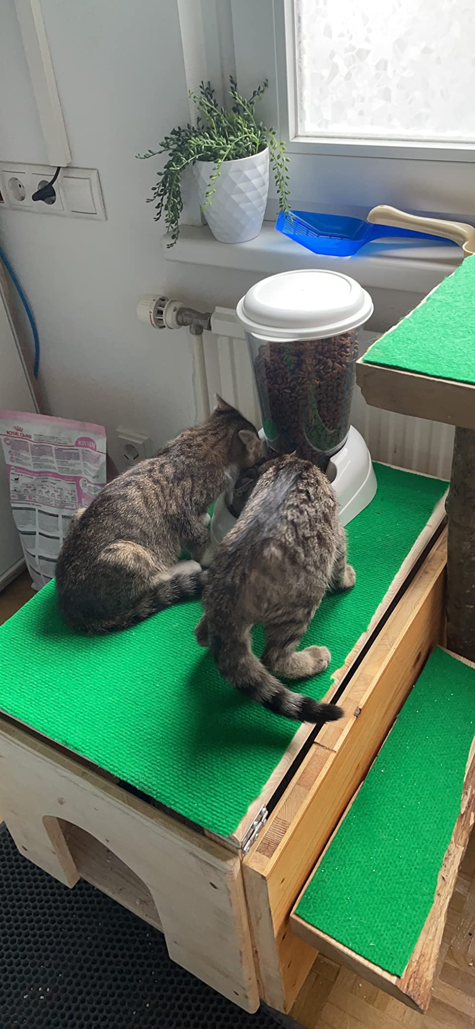 Guter Spender für Katzen