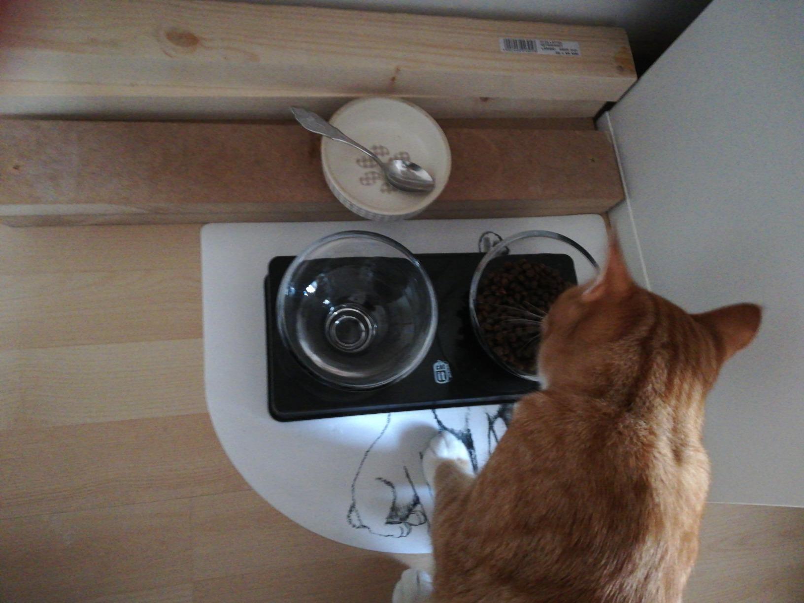 Whiskerfreundlich