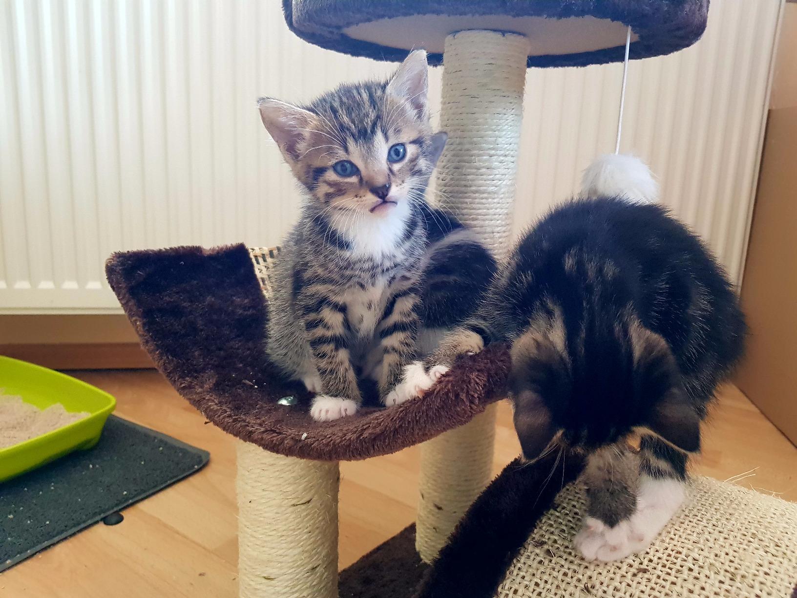 Mega für meine Kitten