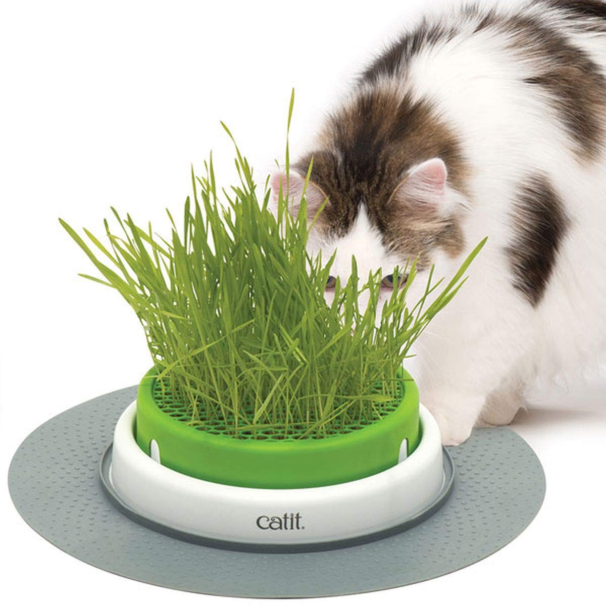 catit-grass-planter-katzengras-topf-mit-abdeckgitter image 1
