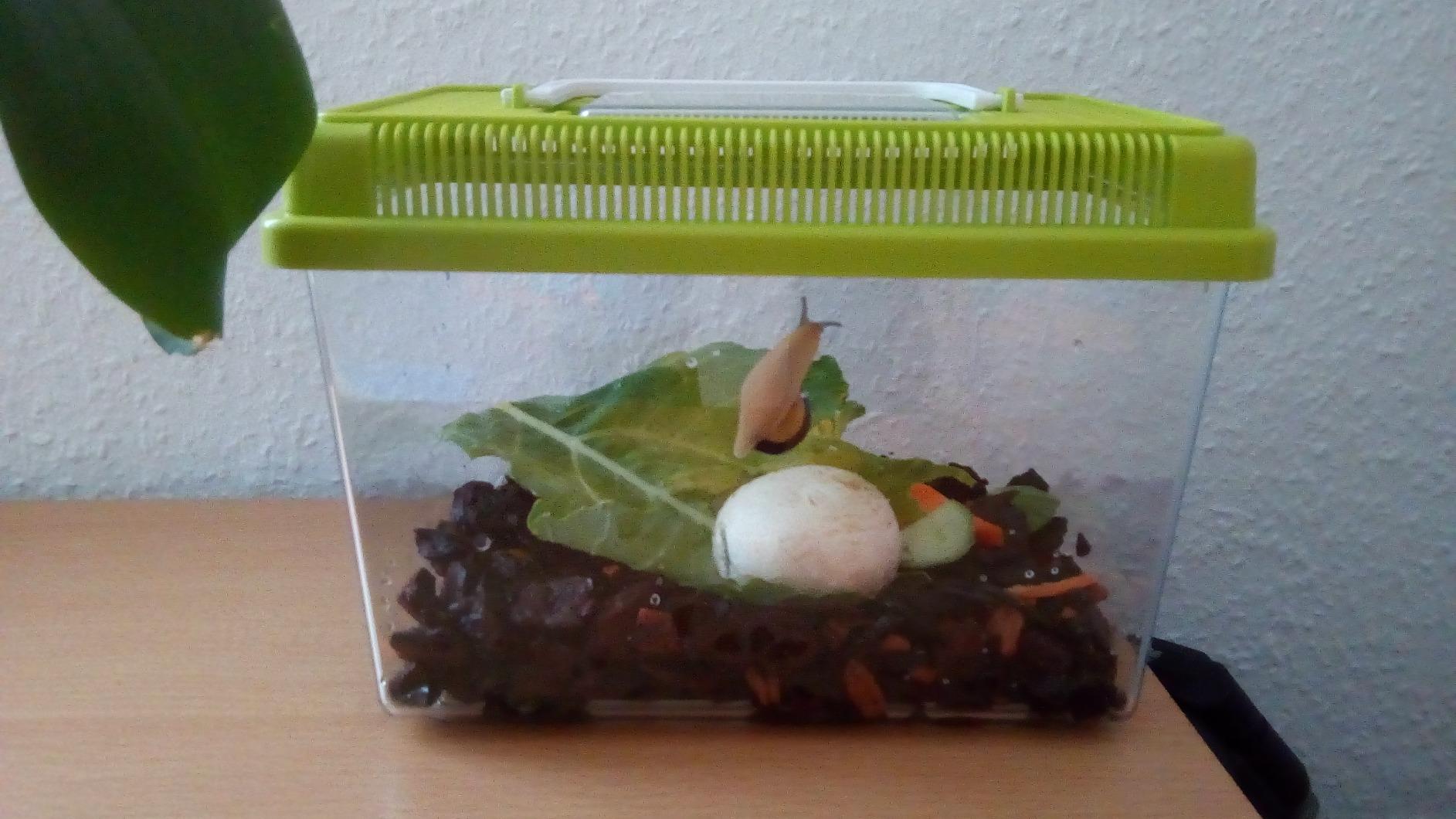 Süßes Mini-Aquarium fürs Büro