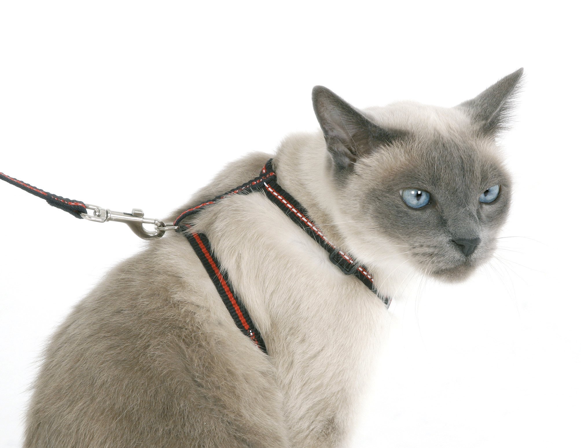 kerbl-pet-katzen-set-halsband-geschirr-und-leine-reflektierend-aus-nylon image 2