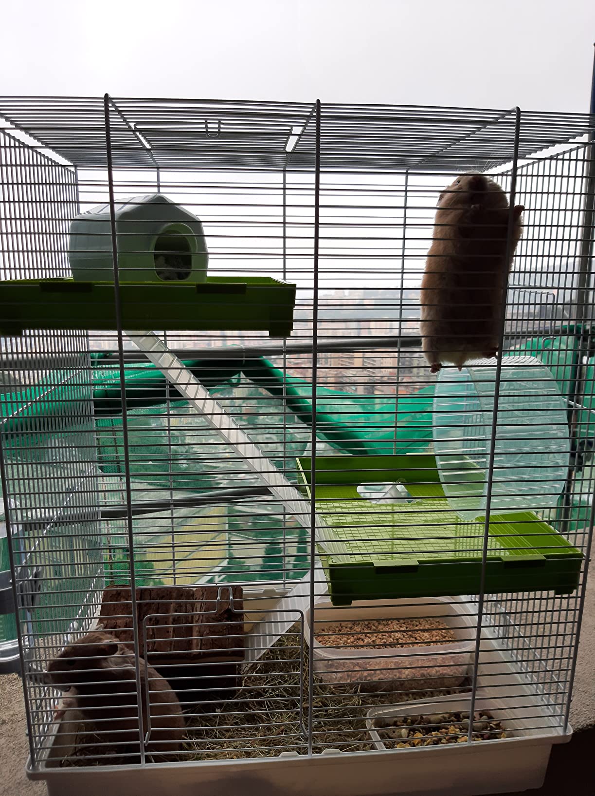 Perfektes erstes Zuhause für Goldhamster