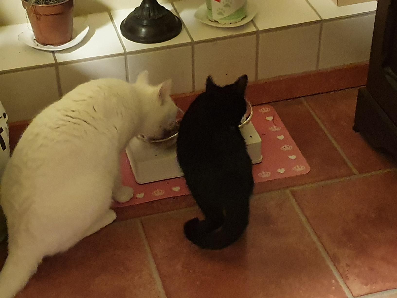 Top für Futter und Wasser
