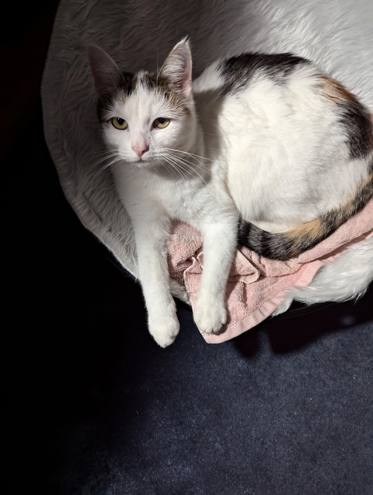 Ganz nett