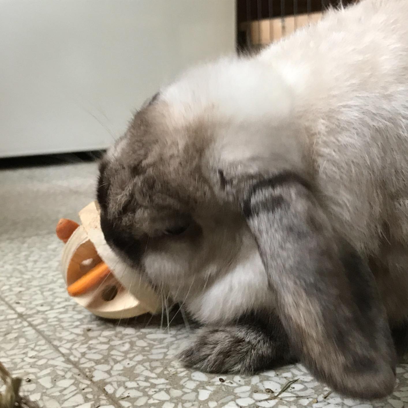 Für unsere Meerschweinchen zu klein
