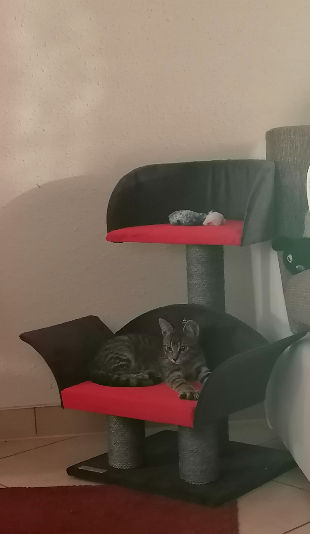 Katze schläft nur noch hier