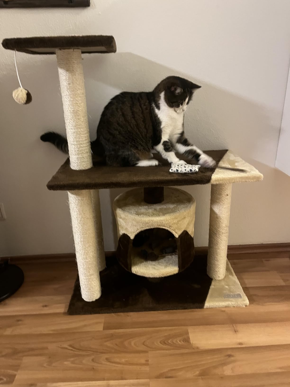 Perfekt für unsere Kitten