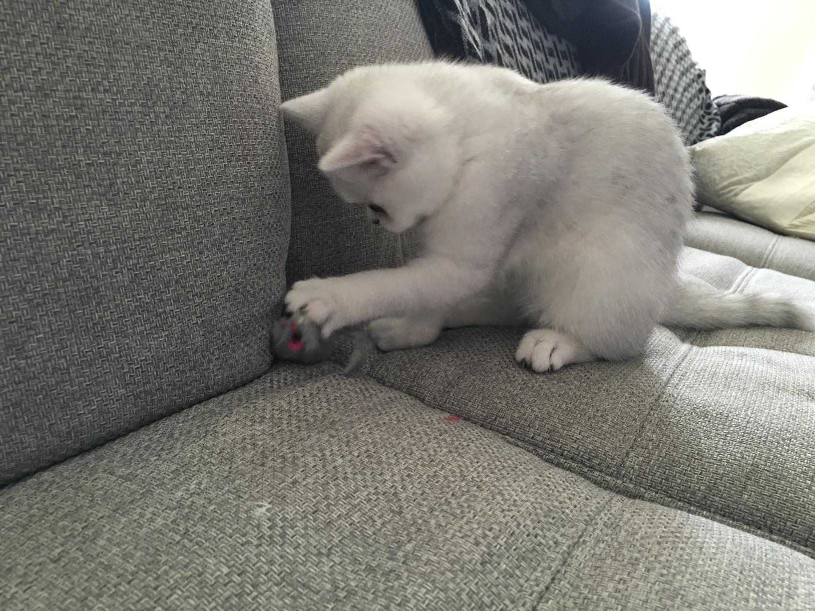 Süße Mäuse