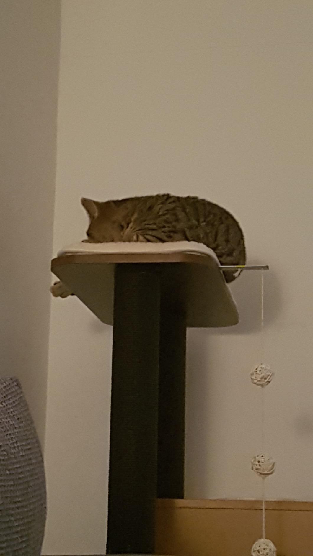 Kratzen, chillen, schlafen