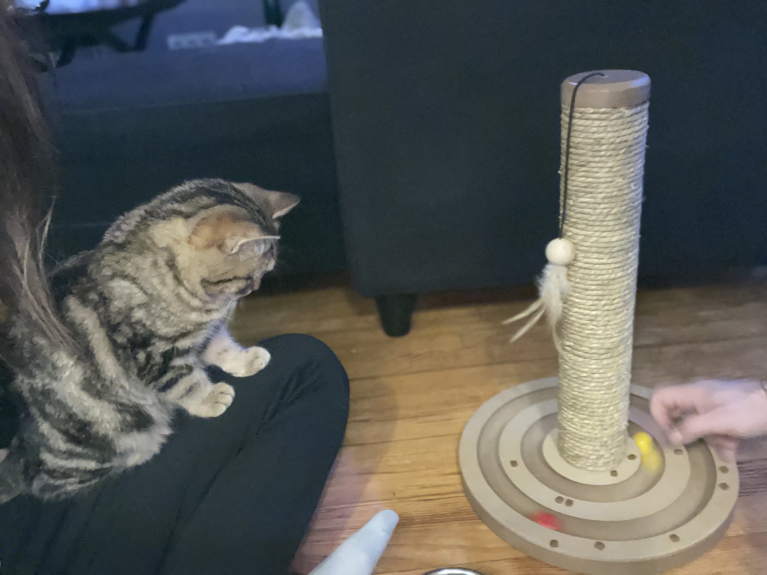 Enkelkatze liebt es