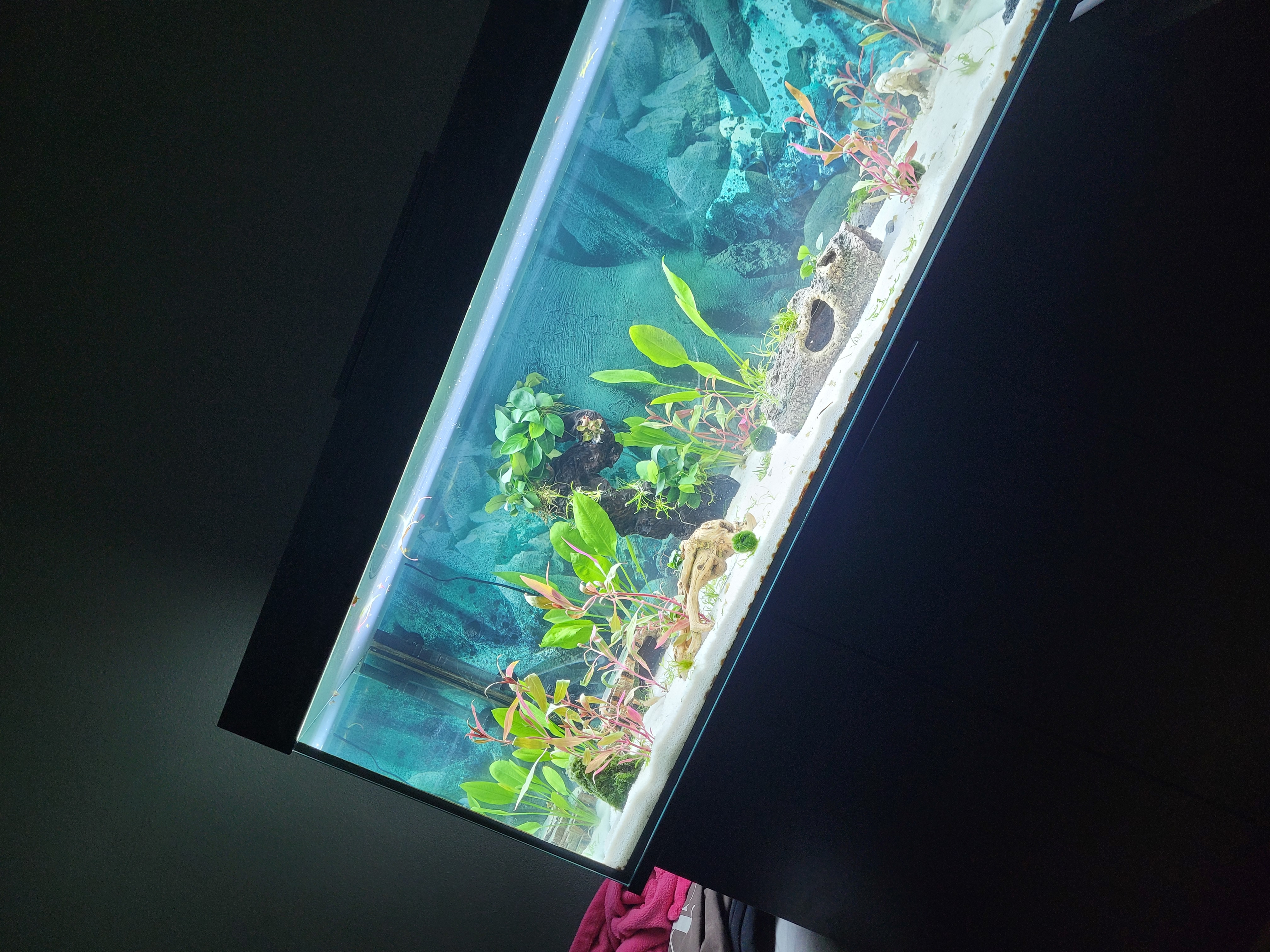 Gut für Feucht-Terrarium