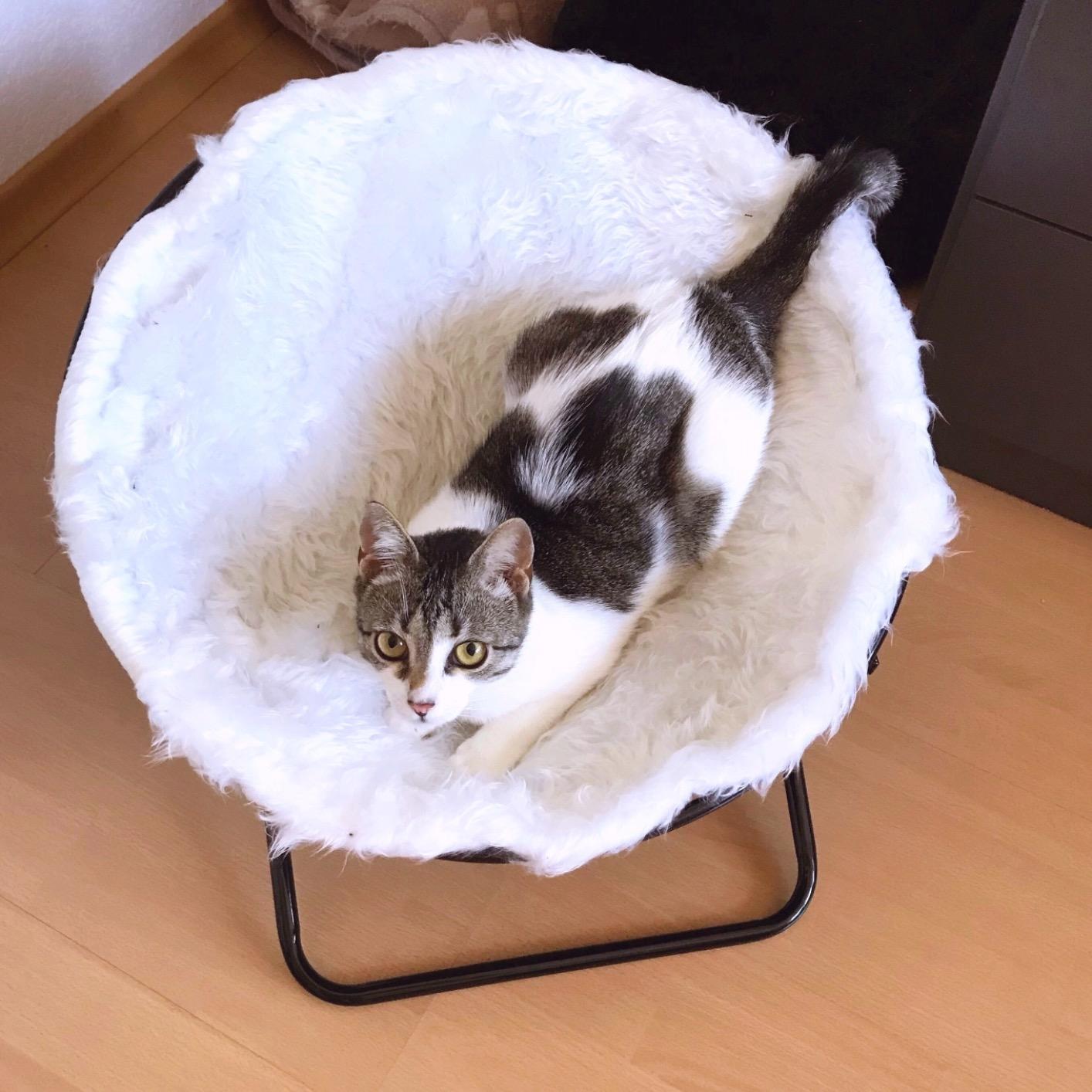 Kater ist begeistert