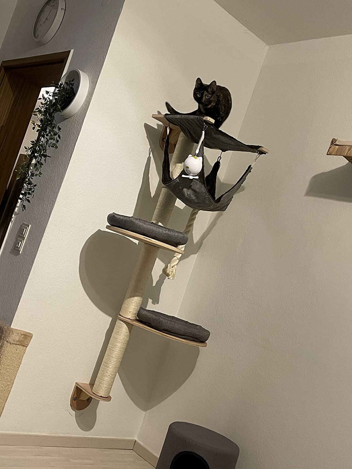 Katzen lieben die Höhe
