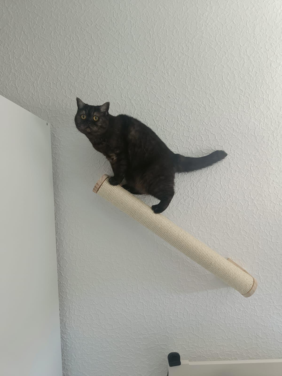 Kitten lieben es