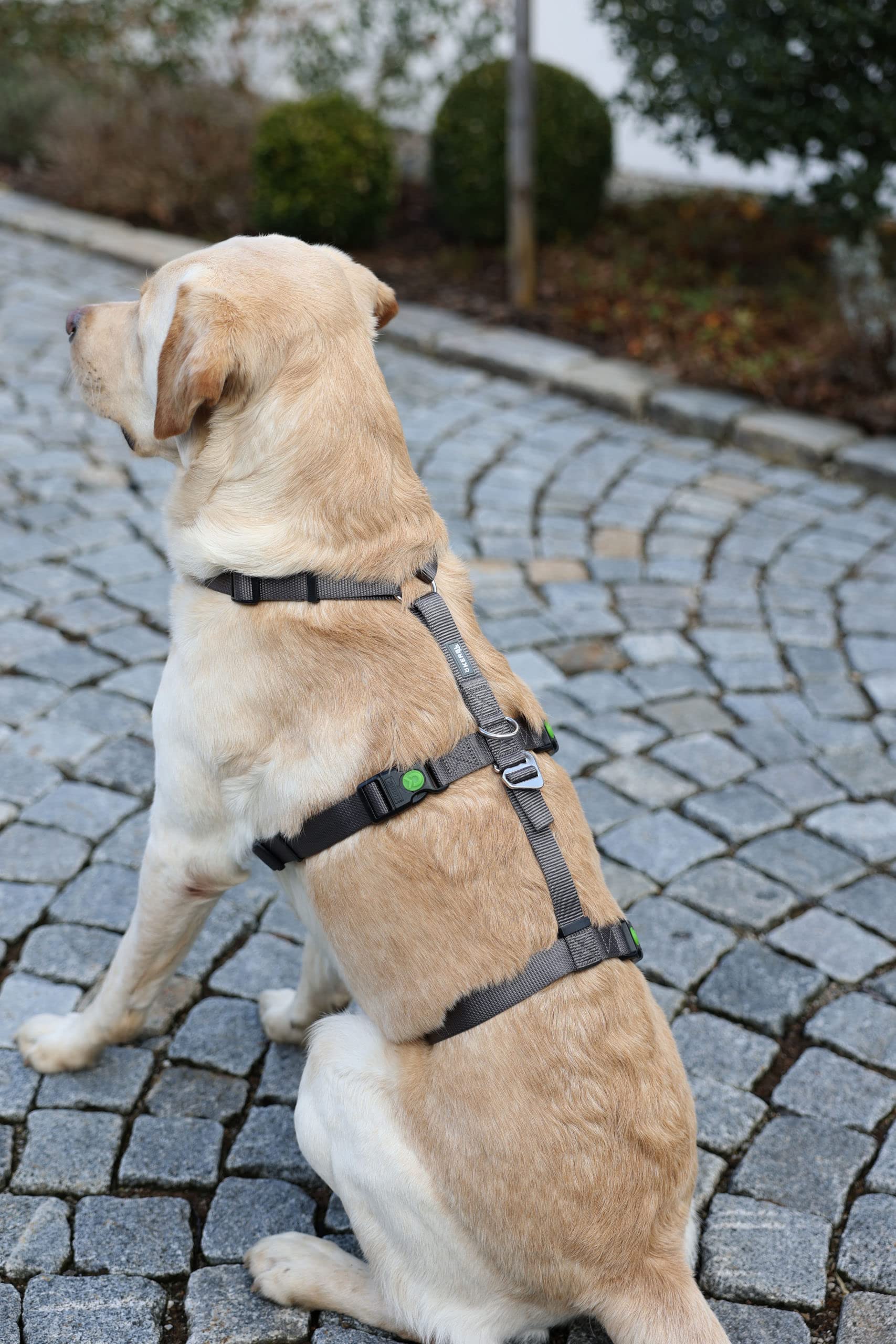 kerbl-pet-panikgeschirr-miami-sicherheitsgeschirr-grau-30-41-cm-15-mm image 5