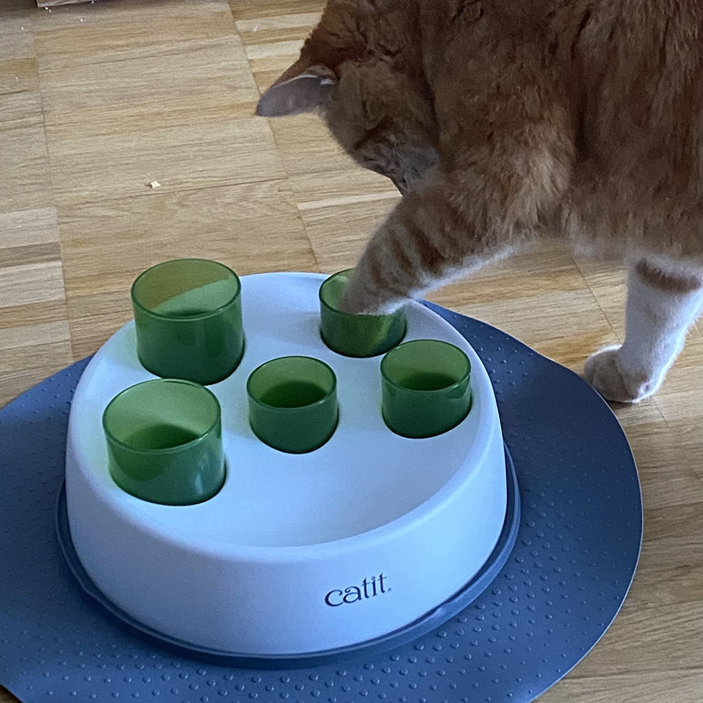 Nett, aber nicht jede Katze mag es