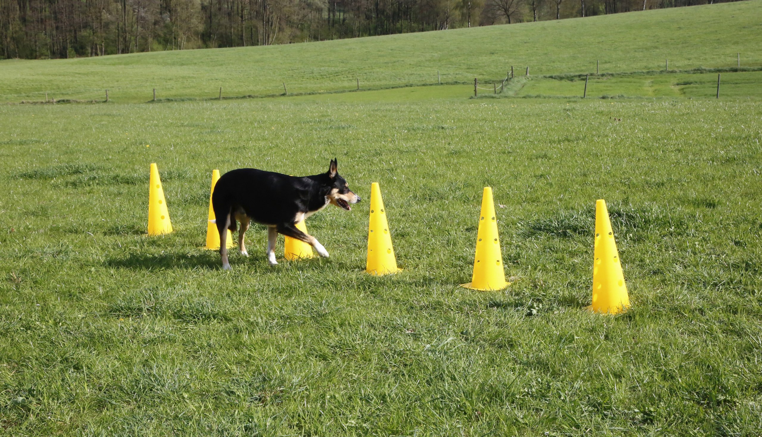 kerbl-pet-agility-pylonen-h-rden-set-3-h-rden-mit-6-pylonen-und-stangen image 4
