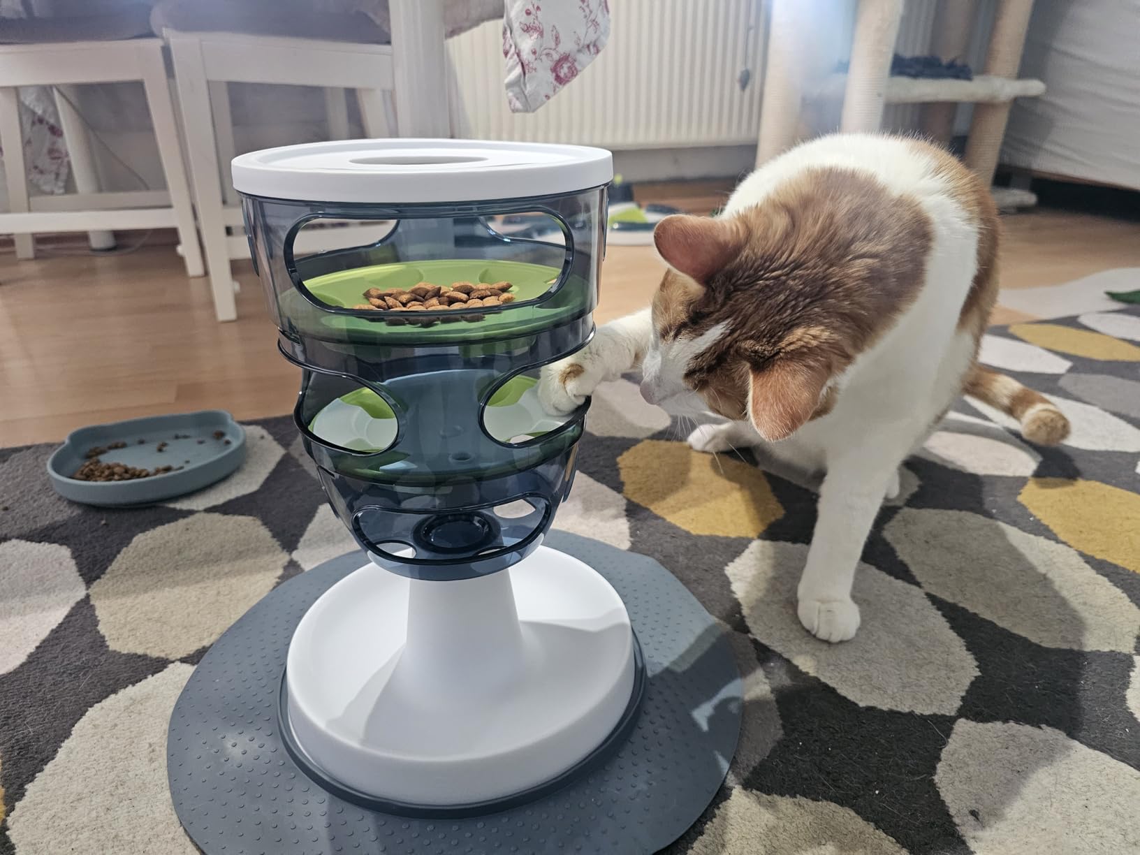 Enkelkatze liebt es