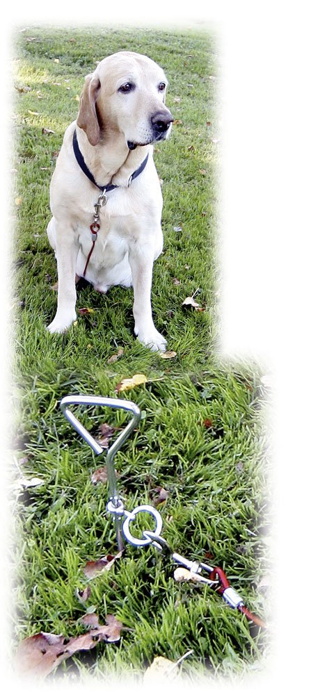 kerbl-anlegespirale-8-mm-x-40-cm-mit-laufleine-6-m-f-r-hunde-bis-30-kg image 2
