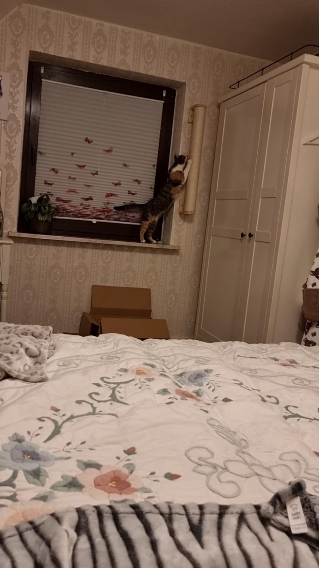 Auch für große Katzen
