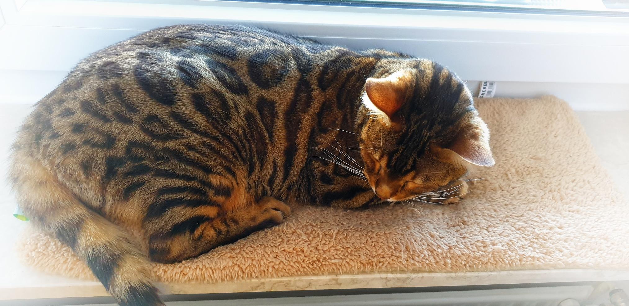Nicht für jede Katze