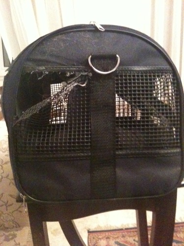 Unsere Katze liebt sie