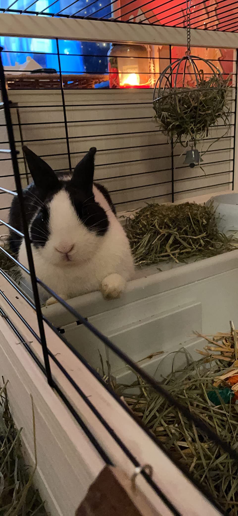 Toller Stall für unsere Meerschweinchen