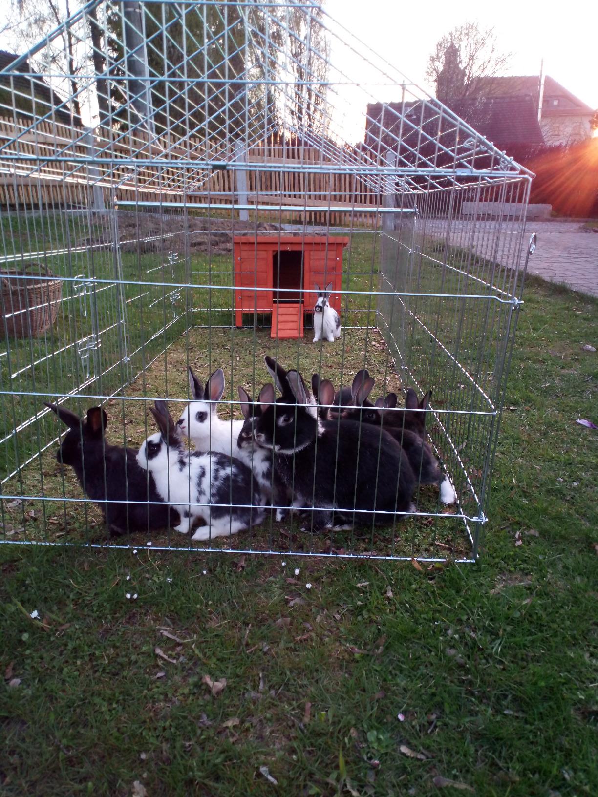 Schneller Aufbau, glückliche Tiere