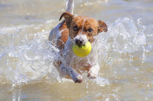 karlie-tennisb-lle-hundespielzeug-6-cm-gelb image 6