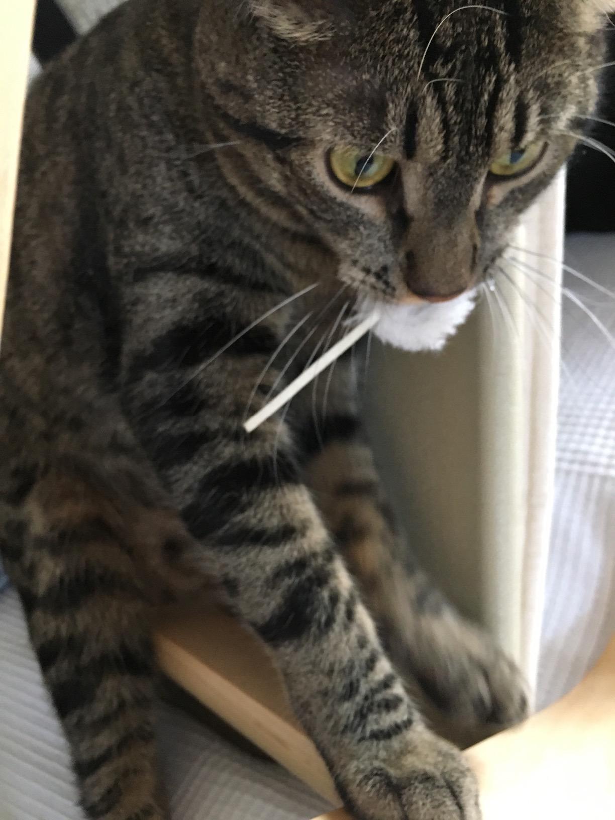 Auch für Kitten ideal