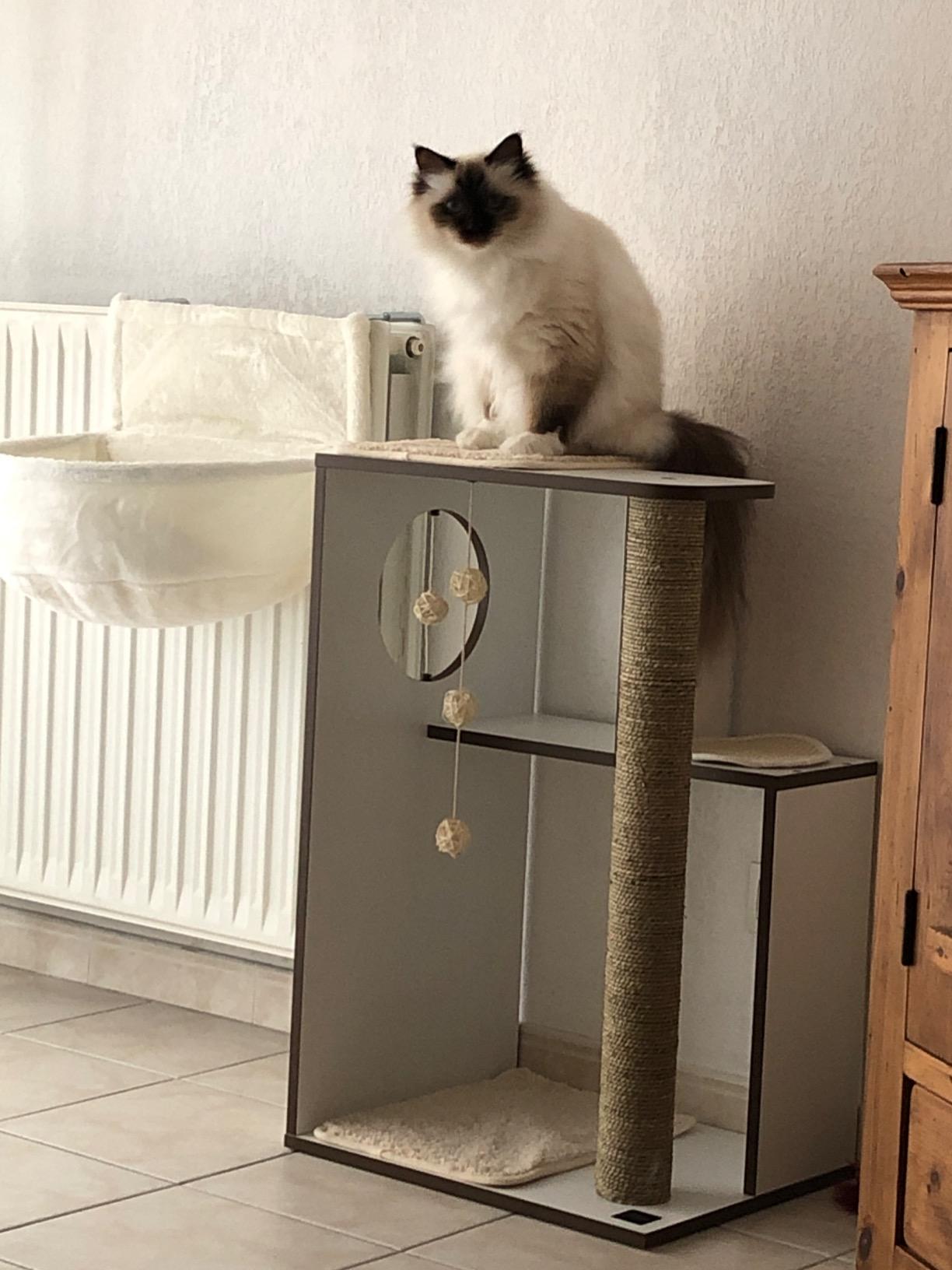 Gut für ruhige Katzen