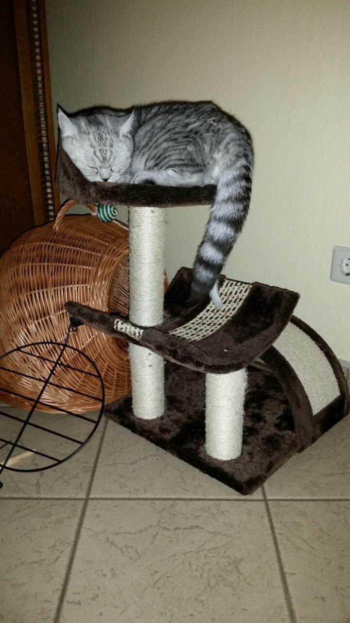 Perfekt für kleine Katzen